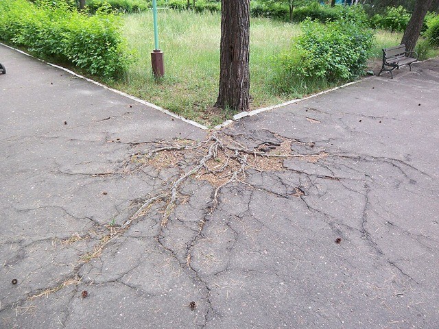 Pine roots breaking up an asphalt park path into cracked pieces.